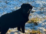 Femelles Labradors Retrievers LOF noires à vendre, des chiots nées en 2025