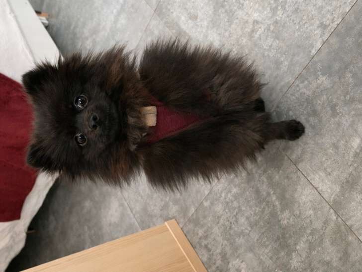 Chiot femelle Spitz Nain à vendre