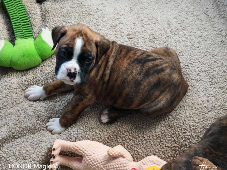 Il nous reste ce mâle disponible et un mâle entièrement bringé. (Sans blanc). De plus il nous reste une femelle bringé (avec trait blanc entre les yeux) Merci