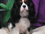 Femelle Cavalier King Charles Spaniel disponible pour saillie