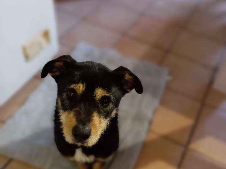 Chienne de type Berger Blanc Suisse à donner