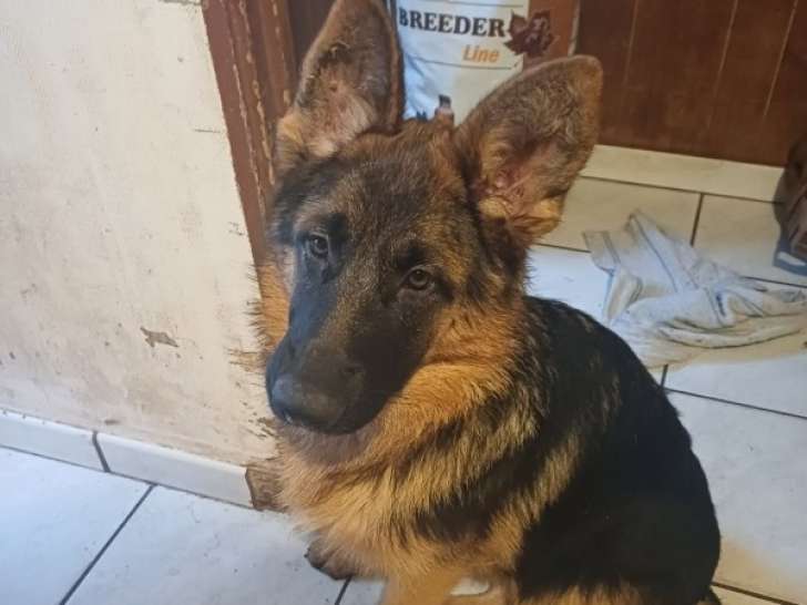 Femelle Berger Allemand LOF de 8 mois à vendre
