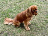 Mâle Cavalier King Charles Spaniel disponible pour saillie