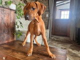 Chiots Rhodesian Ridgeback à vendre