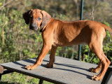 Chiots Rhodesian Ridgeback à vendre