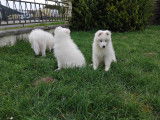 Chiots Samoyède LOF à vendre