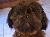 Ange Hoshi, mâle Shih Tzu disponible pour saillie