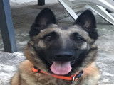 Chien adulte de type Malinois à donner