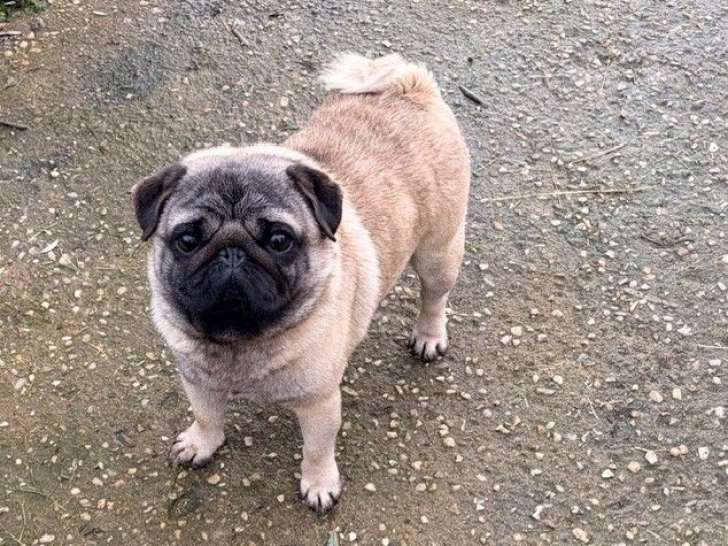 À vendre, 1 chien Carlin LOF de décembre 2022