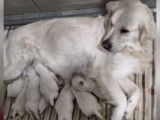 4 mâles Golden Retrievers à vendre, chiots blancs LOF de janvier 2026