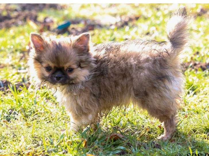 Un chiot mâle Chihuahua à poil long LOF d'octobre 2025 à vendre