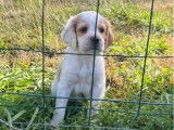 Un chiot Setter Anglais mâle LOF de novembre 2025 à réserver