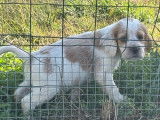 Un chiot Setter Anglais mâle LOF de novembre 2025 à réserver