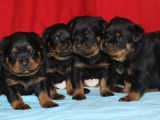 7 Chiots Rottweilers nés en décembre 2025, à réserver, LOF