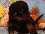 7 Chiots Rottweilers nés en décembre 2025, à réserver, LOF