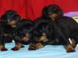 7 Chiots Rottweilers nés en décembre 2025, à réserver, LOF