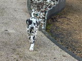 Un chiot femelle Dalmatien à vendre (LOF)