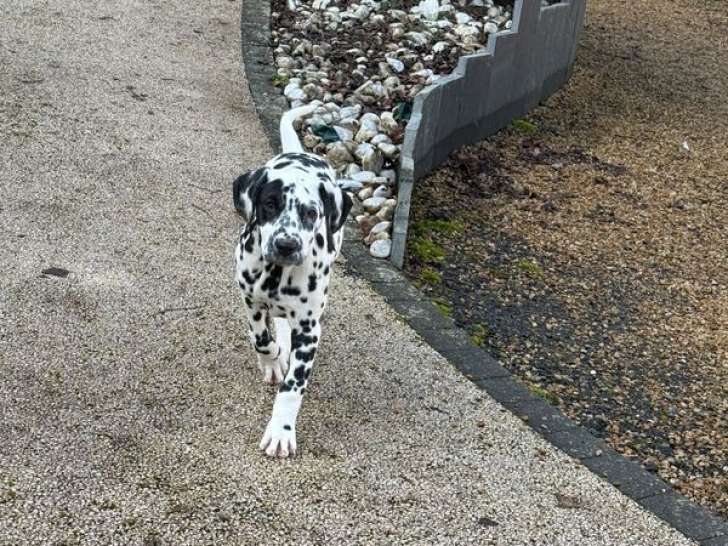 Un chiot femelle Dalmatien à vendre (LOF)