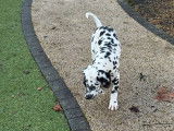 Un chiot femelle Dalmatien à vendre (LOF)