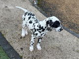 Un chiot femelle Dalmatien à vendre (LOF)