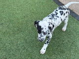 Un chiot femelle Dalmatien à vendre (LOF)