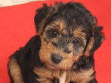 2 chiots mâles Welsh Terrier, noir et feu LOF nés en décembre 2025 disponibles à la vente