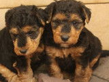 2 chiots mâles Welsh Terrier, noir et feu LOF nés en décembre 2025 disponibles à la vente