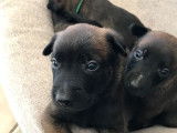 À vendre, 6 chiots Bergers Belges Malinois LOF de décembre 2025