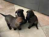 À vendre, 6 chiots Bergers Belges Malinois LOF de décembre 2025