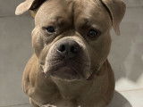 Chien adulte de type American Bull Staffy Mâle à donner
