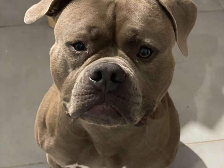 Chien adulte de type American Bull Staffy Mâle à donner