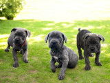 Chiots de type Cane Corso à vendre (3 femelles & 1 mâle)