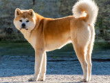 Chiots Akita Inu LOF à reserver