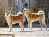 Chiots Akita Inu LOF à reserver
