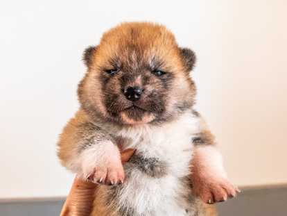 Chiots Akita Inu LOF à reserver