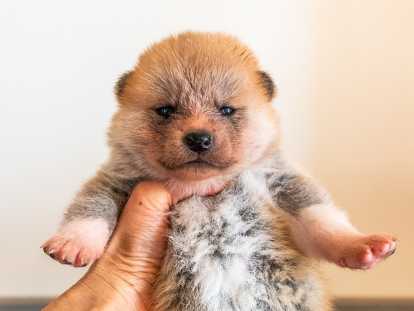 Chiots Akita Inu LOF à reserver