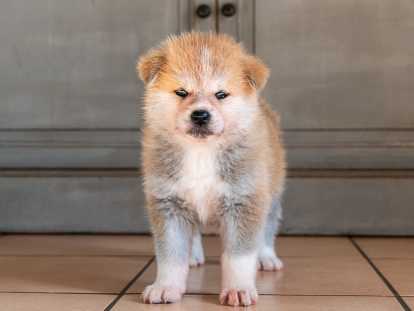 Chiots Akita Inu LOF à reserver