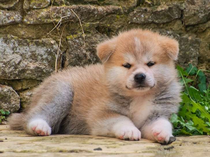 Chiots Akita Inu LOF à reserver