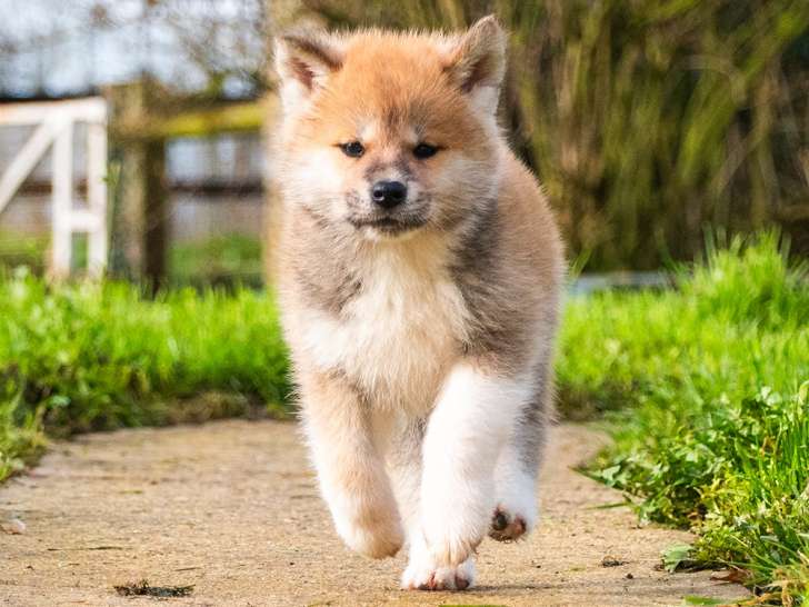 Chiots Akita Inu LOF à reserver