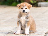 Chiots Akita Inu LOF à reserver