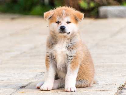 Chiots Akita Inu LOF à reserver