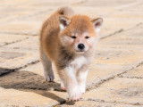 Chiots Akita Inu LOF à reserver