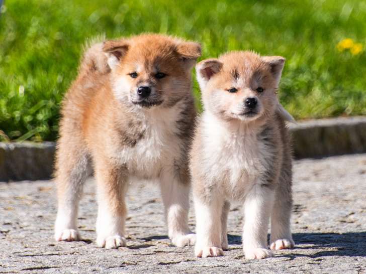 Chiots Akita Inu LOF à reserver