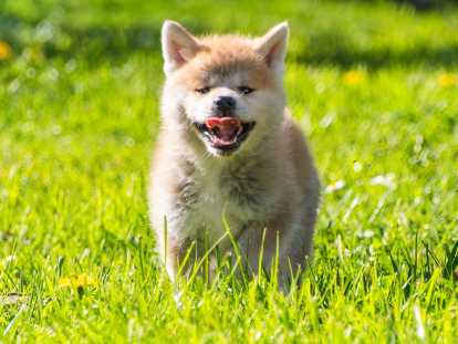Chiots Akita Inu LOF à reserver