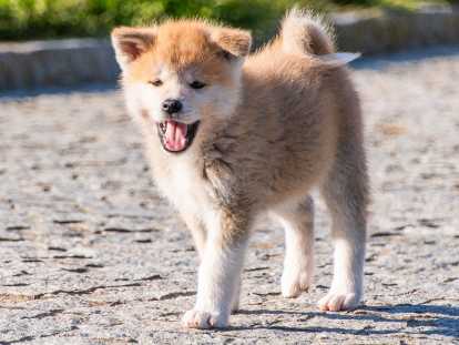 Chiots Akita Inu LOF à reserver