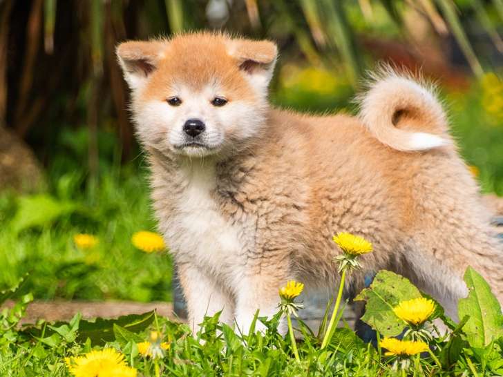 Chiots femelles rousses Akita inu LOF