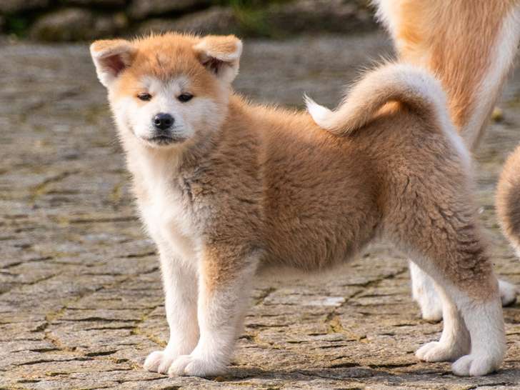 Chiots femelles Akita inu LOF 2 mois