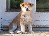 Chiots femelles rousses Akita inu LOF