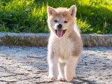 Chiots femelles rousses Akita inu LOF