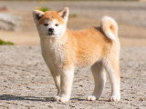 Chiots femelles Akita inu LOF 2 mois